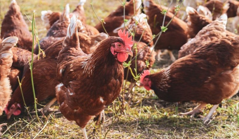 Een aantal kippen in een weiland