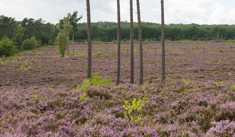 Leusderheide