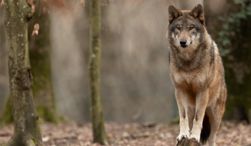 Wolf