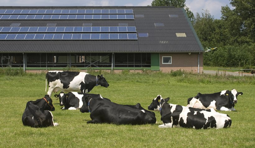 koeien stal met zonnepanelen